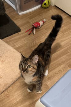 Rescue Calico and Domestic Short Hair Cats for Adoption in Hammond, Louisiana - Mimosa | PetCurious