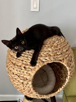 Lotus (Mashed Potato) -  Domestic Short Hair Cat for Adoption in Chicago, Illinois - Lotus (Mashed Potato) | PetCurious