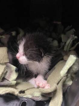 Domestic Short Hair Cats Available for Adoption in Roseville, California - Fennel | PetCurious