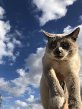 Leo -  Domestic Short Hair Cat for Adoption in Liverpool, Texas - Leo | PetCurious