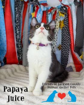 Papaya Juice -  Domestic Short Hair and Domestic Medium Hair Cat for Adoption in Ocean Springs, Mississippi - Papaya Juice | PetCurious