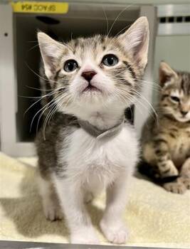 Domestic Short Hair Cats Available for Adoption in San Francisco, California - FORREST | PetCurious