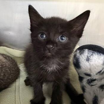 Parvarti -  Domestic Short Hair Cat for Adoption in West Palm Beach, Florida - Parvarti | PetCurious