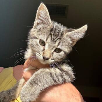 Domestic Short Hair Cats Available for Adoption in Evansville, Indiana - Patty | PetCurious
