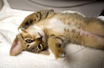 Johnson -  Domestic Long Hair Cat for Adoption in Seattle, Washington - Johnson | PetCurious