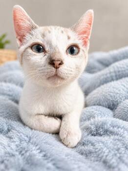 Nacho -  Domestic Short Hair Cat for Adoption in Pickerington, Ohio - Nacho | PetCurious