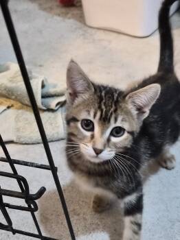 Nathan -  Domestic Short Hair Cat for Adoption in Greeley, Colorado - Nathan | PetCurious