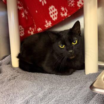 Uranium -  Domestic Short Hair Cat for Adoption in Enfield, New Hampshire - Uranium | PetCurious