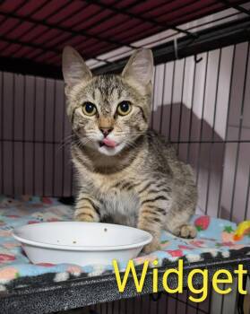 Rescue Domestic Short Hair Cats for Adoption in Shelton, Washington - Widget | PetCurious