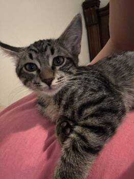 Chai 7988 -  Domestic Short Hair Cat for Adoption in Dallas, Texas - Chai 7988 | PetCurious