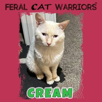 K25082 / Cream -  Domestic Short Hair Cat for Adoption in Squamish, British Columbia - K25082 / Cream | PetCurious