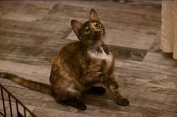 Domestic Short Hair Cats Available for Adoption - Molly | PetCurious