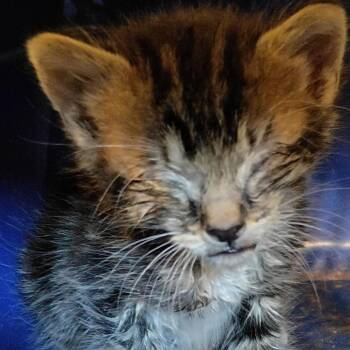 Quintin B. Squintin -  Domestic Short Hair Cat for Adoption in Lynchburg, Virginia - Quintin B. Squintin | PetCurious