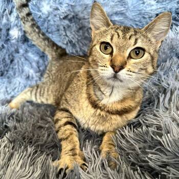 Rescue Tabby Cats for Adoption in Santa Ana, California - Nina | PetCurious