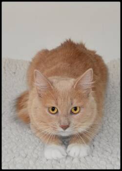 Mickey A061368 -  Domestic Medium Hair Cat for Adoption in San Andreas, California - Mickey A061368 | PetCurious