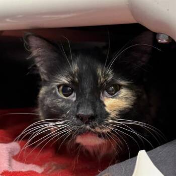 Domestic Long Hair Cats Available for Adoption - MARMALADE | PetCurious