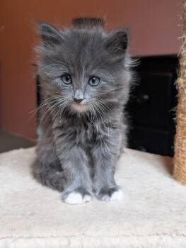 Sir Gucci -  Domestic Long Hair Cat for Adoption in Fort Collins, Colorado - Sir Gucci | PetCurious