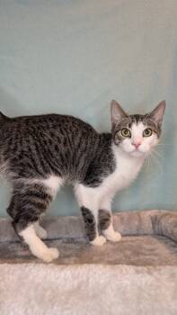 Rescue Domestic Short Hair and Tabby Cats for Adoption in Hartwell, Georgia - 7374 Amaretto | PetCurious