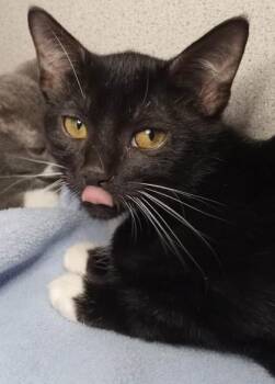 Nettle -  Domestic Short Hair Cat for Adoption in Waupaca, Wisconsin - Nettle | PetCurious