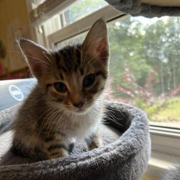 Orange Blossom -  Domestic Short Hair Cat for Adoption in Charlottesville, Virginia - Orange Blossom | PetCurious
