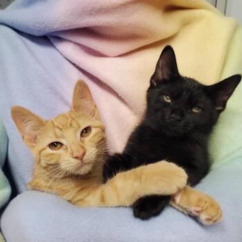 Furgus & Fluffer -  Domestic Short Hair Cat for Adoption in Marseilles, Illinois - Furgus & Fluffer | PetCurious