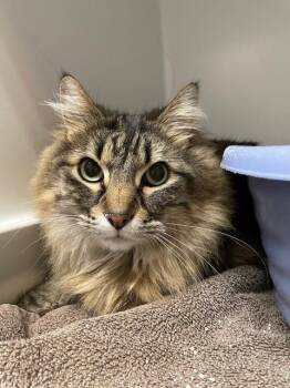 Domestic Long Hair Cats Available for Adoption in Hayward, Wisconsin - Ozzy | PetCurious