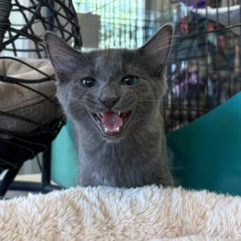 Raspberry -  Domestic Short Hair Cat for Adoption in Louisville, Kentucky - Raspberry | PetCurious