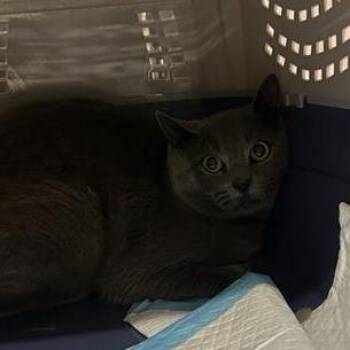 Squash -  Domestic Short Hair Cat for Adoption in Salt Lake City, Utah - Squash | PetCurious