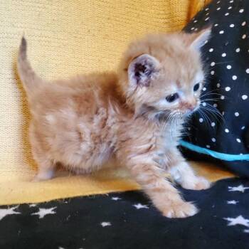 Fall(ing Rocks) -  Domestic Short Hair Cat for Adoption in Jefferson City, Tennessee - Fall(ing Rocks) | PetCurious