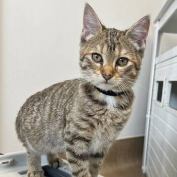 Domestic Medium Hair Cats Available for Adoption in Oneonta, New York - Joni | PetCurious
