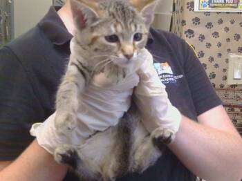 DAYTONA -  Domestic Short Hair Cat for Adoption in Sacramento, California - DAYTONA | PetCurious