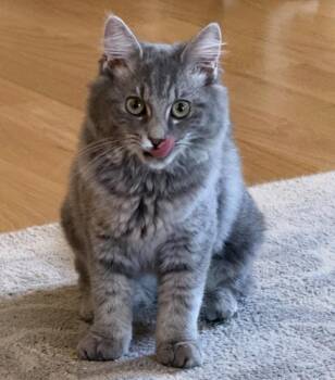 Tovie26 -  Manx Cat for Adoption in Youngsville, North Carolina - Tovie26 | PetCurious