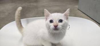 Delilah -  Domestic Short Hair Cat for Adoption in Paducah, Kentucky - Delilah | PetCurious