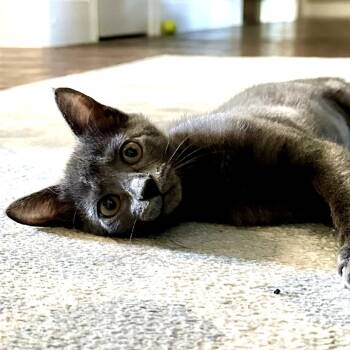 Rescue Russian Blue Cats for Adoption in Fort Worth, Texas - Lila | PetCurious
