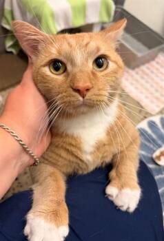 Domestic Short Hair Cats Available for Adoption in Leesburg, Virginia - LION | PetCurious