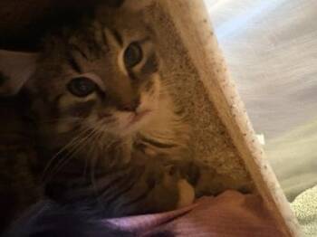 Oak -  Domestic Medium Hair Cat for Adoption in Redmond, Oregon - Oak | PetCurious