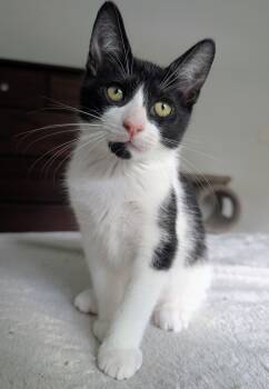 Fitzpatrick -  Domestic Short Hair Cat for Adoption in Palm Harbor, Florida - Fitzpatrick | PetCurious