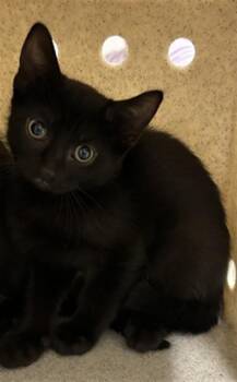 Domestic Short Hair Cats Available for Adoption in Derwood, Maryland - WILLOW | PetCurious