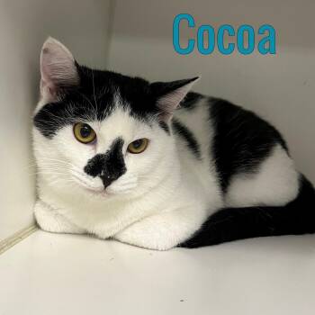 Cocoa -  Domestic Short Hair Cat for Adoption in Pleasantville, New Jersey - Cocoa | PetCurious
