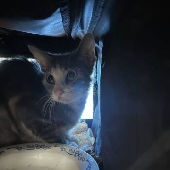 Rescue Domestic Short Hair Cats for Adoption in Chattanooga, Tennessee - Marceline | PetCurious