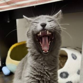 Dale -  Domestic Long Hair Cat for Adoption in Houston, Texas - Dale | PetCurious
