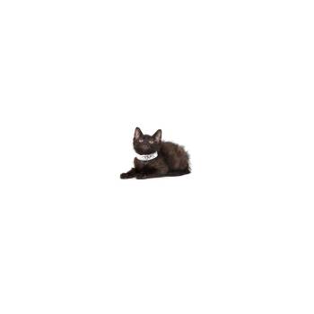Texas -  Domestic Short Hair Cat Available for Adoption in Los Angeles, California - Texas | PetCurious