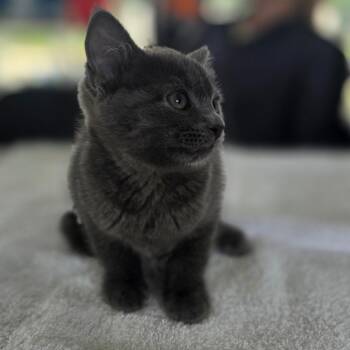 Comrade Fluff -  Domestic Short Hair Cat for Adoption in Chapel Hill, North Carolina - Comrade Fluff | PetCurious