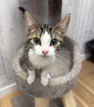 Rescue Domestic Short Hair Cats for Adoption in Momence, Illinois - Mochi | PetCurious