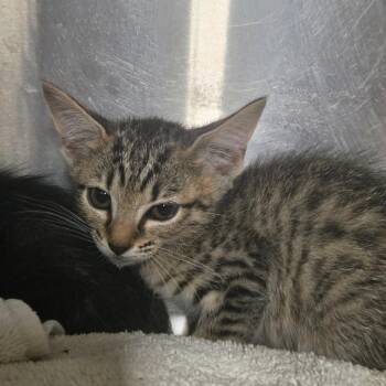 Skittles -  Domestic Short Hair Cat for Adoption in Pauls Valley, Oklahoma - Skittles | PetCurious