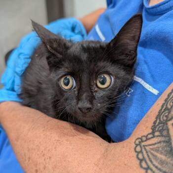 Bella -  Domestic Short Hair Cat for Adoption in Buchanan Dam, Texas - Bella | PetCurious