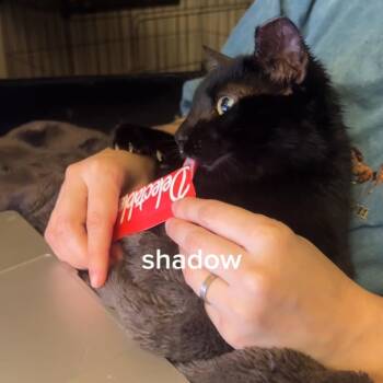 Domestic Short Hair Cats Available for Adoption in Olmos Park, Texas - SHADOW | PetCurious