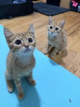 Butters & Biscuit -  Domestic Short Hair Cat for Adoption in Bayonne, New Jersey - Butters & Biscuit | PetCurious