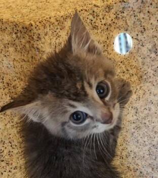 Tanner -  Domestic Short Hair Cat for Adoption in Lafayette, Indiana - Tanner | PetCurious