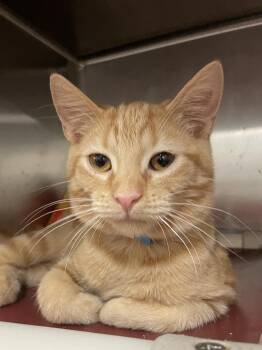 Rescue Domestic Short Hair Cats for Adoption in Calhoun, Kentucky - Spark | PetCurious